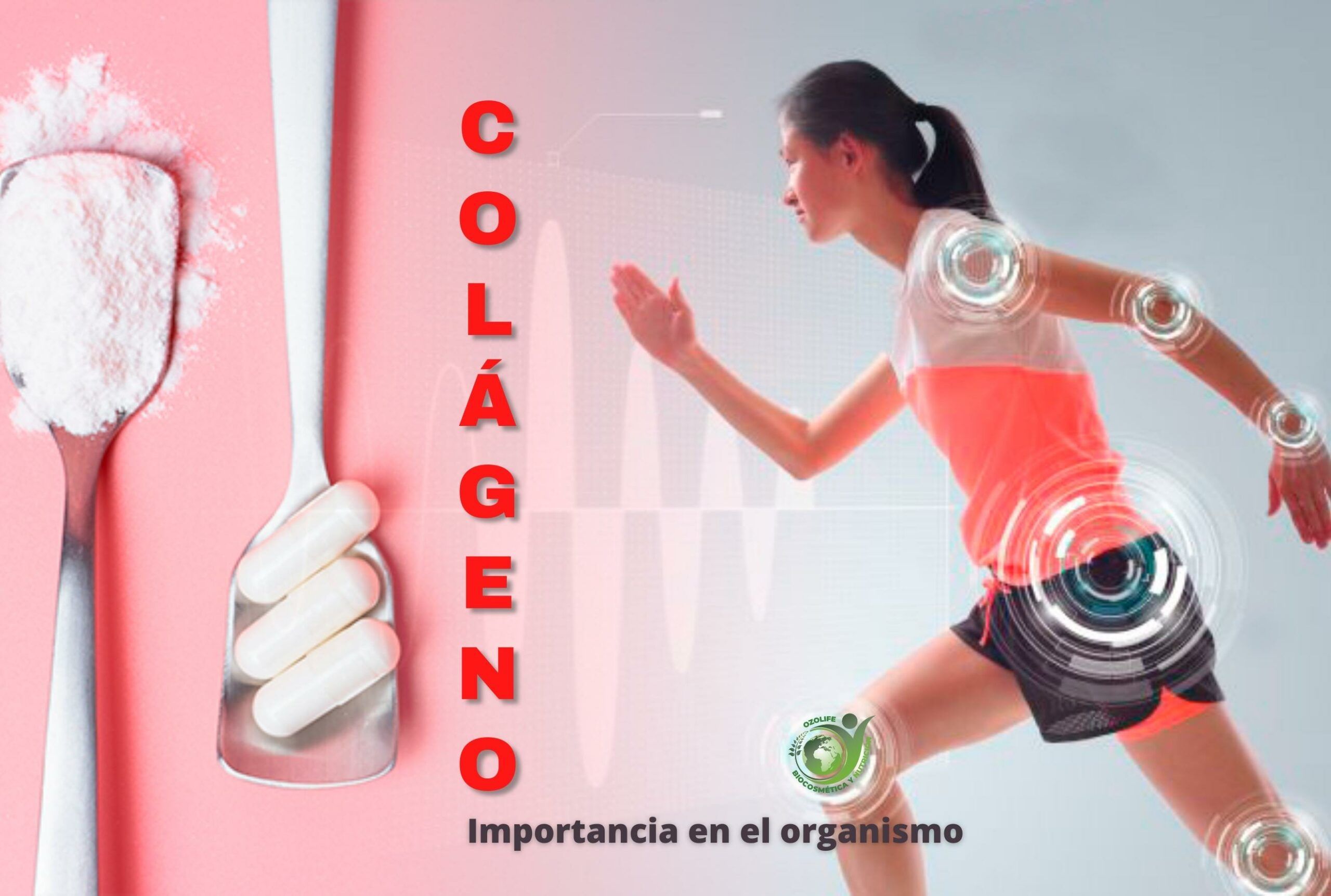 Lee más sobre el artículo Colágeno | Importancia en el organismo