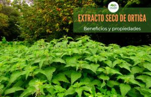 Lee más sobre el artículo Extracto seco de Ortiga: Beneficios y propiedades