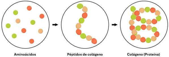 Colágeno puro
